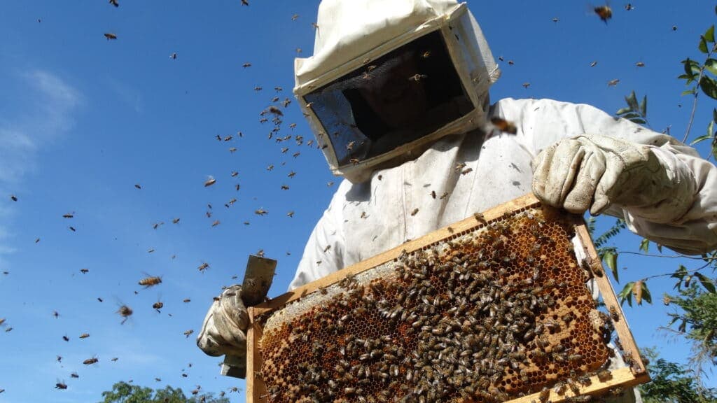 Beekeeping experience